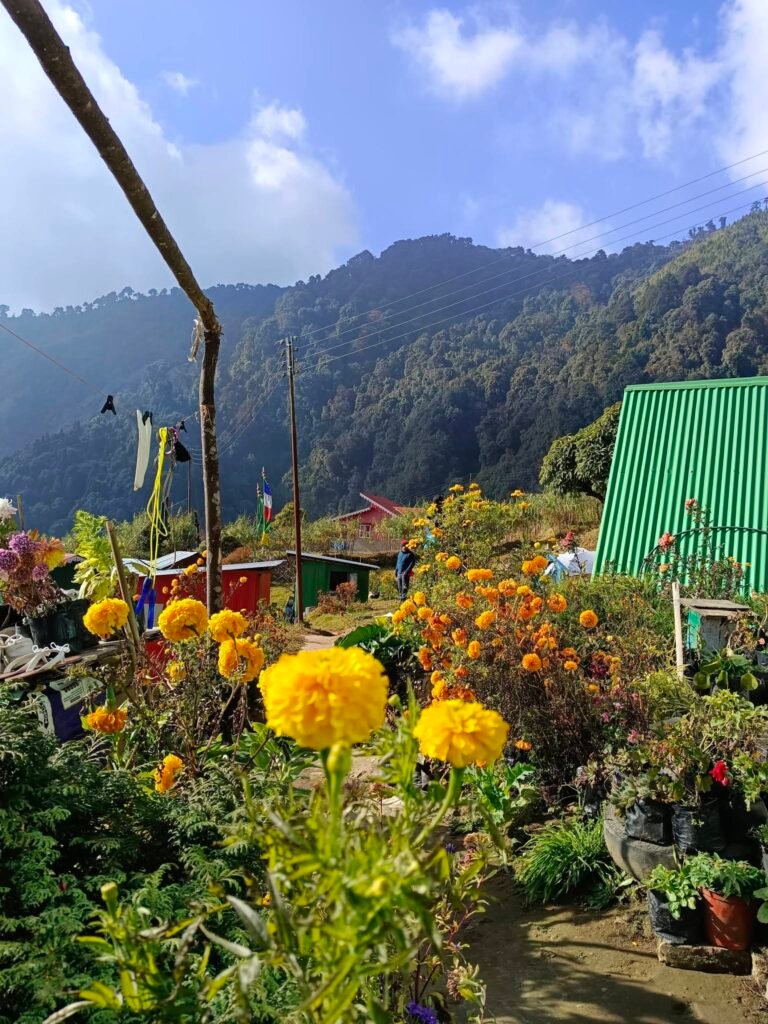 Marigold flowers at the homestay